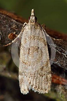 Scoparia subfusca micro moth