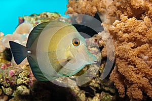 Scopas Tang in Aquarium