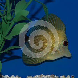 Scopas Tang Sideview