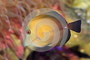 Scopas Tang