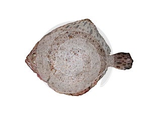 Scophthalmus maximus white background