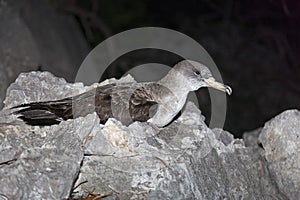 Scopoli`s shearwater Calonectris diomedea from the nest on