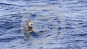 Scopoli`s Shearwater