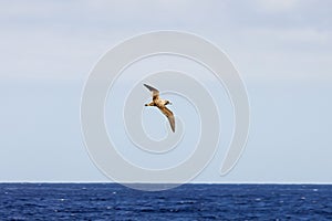 A Scopolis shearwater, Calonectris diomedea