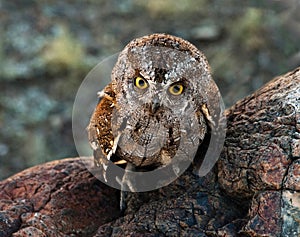 Scops owl