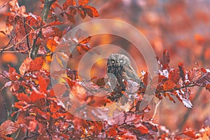 Scops Owl