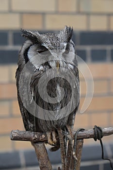 Scops Owl