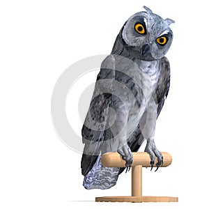 Scops Owl Bird. 3D rendering with clipping path