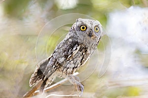 Scops-Owl with large yellow eyes
