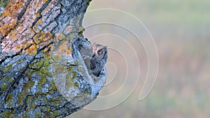 Scops Owl looking out of nesthole. Otus scops