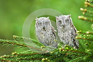 Scops owl Otus scops bird young northern long-eared owl feather sitting on branch dusty fluff wild nature lesser horned