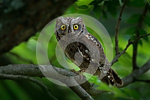 Scops Owl, Otus scops, little owl in the nature habitat, sitting on the green spruce tree branch, forest in the background,