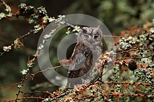 Scops Owl, Otus scops, perched on European larch branch in dark autumn forest. Branches covered by lichen. Portrait of small bird