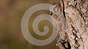 Scops Owl sitting in the nest. Otus scops