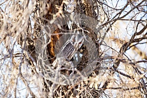 Scops owl in a tree