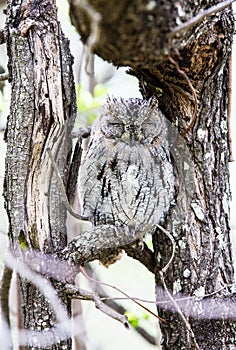 Scops Owl in tree