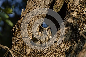 Scops owls camouflaging a tree trunk