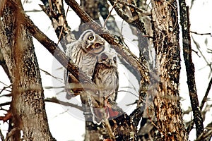 Scops whitefaced Owls