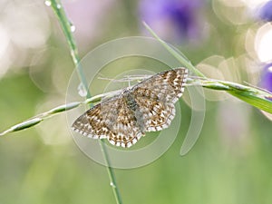 Scopula immorata, the Lewes wave