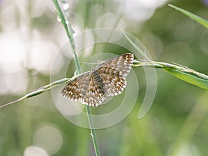 Scopula immorata, the Lewes wave