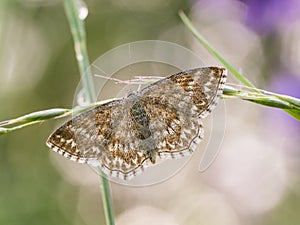 Scopula immorata, the Lewes wave