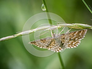 Scopula immorata, the Lewes wave