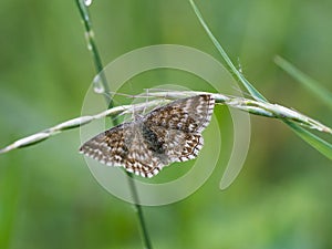 Scopula immorata, the Lewes wave