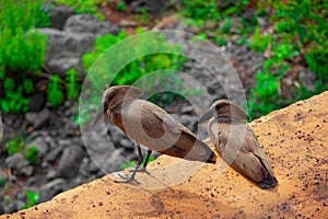 Scopus umbretta, Hamerkop or Hammerhead,african wading bird