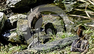 Scopus umbretta known as hamerkop is a medium-sized African wading bird
