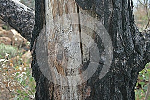 Scorched bark of tree after fire