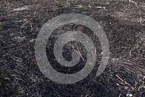 Forest Fire Aftermath