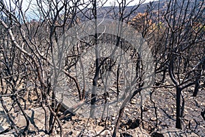 Scorched earth and blackened tree trunks caused by a large bush fire