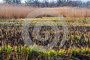 Scorched earth after the fire