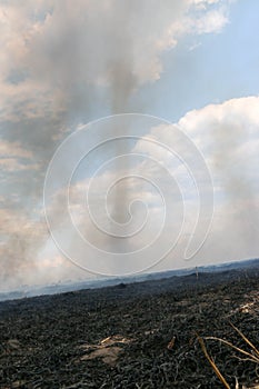 Scorched earth, spring fires. A field with burnt grass. The destruction of insects.