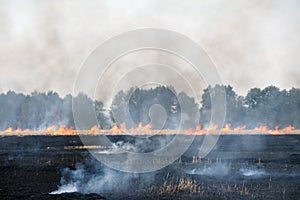 Scorched earth, spring fires. A field with burnt grass. The destruction of insects