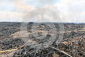 Scorched earth, spring fires. A field with burnt grass. The destruction of insects