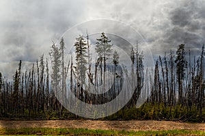 Scorched forest, tall trees with charred trunks and bark, green