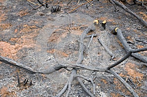 Scorched ground