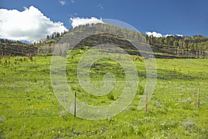 Scorched hillside and fresh spring growth in Centennial Valley, Lakeview, MT photo