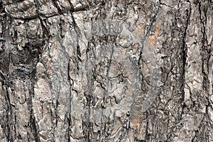 Scorched pine bark after fire in forest background texture