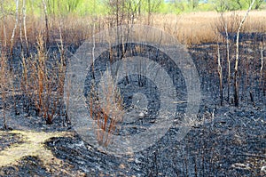 Scorched spring dry grass and rubbish on ashes