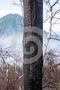 Scorched tree