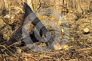 A scorched tree in the forest