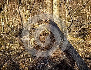 A scorched tree in the forest