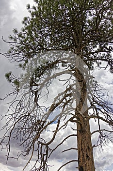 Scorched Tree in Kaibab forest