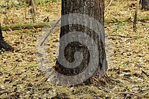 Scorched trees, burned tree trunks, forest fire