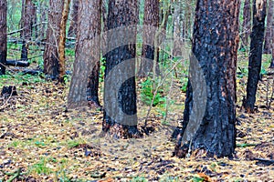 Scorched trees, burned tree trunks, forest fire