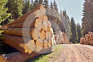 Scorched trees in the forest