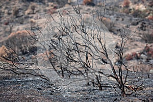 Scorched trees and ground covered with ashes after wildfire