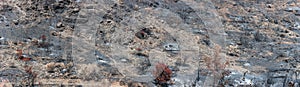 Scorched trees over land covered by ashes. Burned forest landscape panorama after wildfire